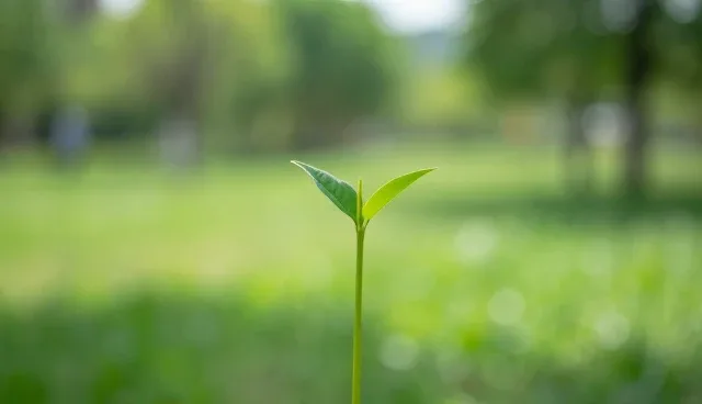 小程序商城模板如何影响网站性能？